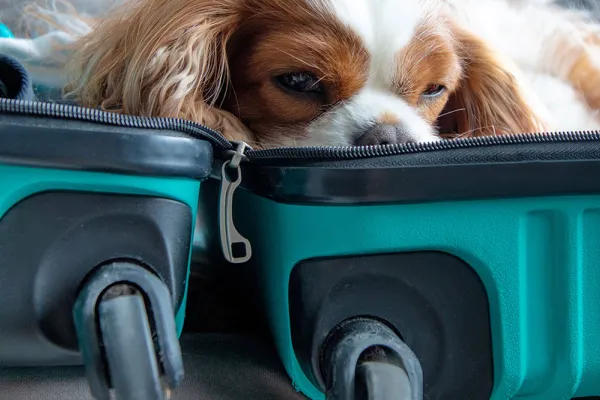 El viaje con animales domésticos